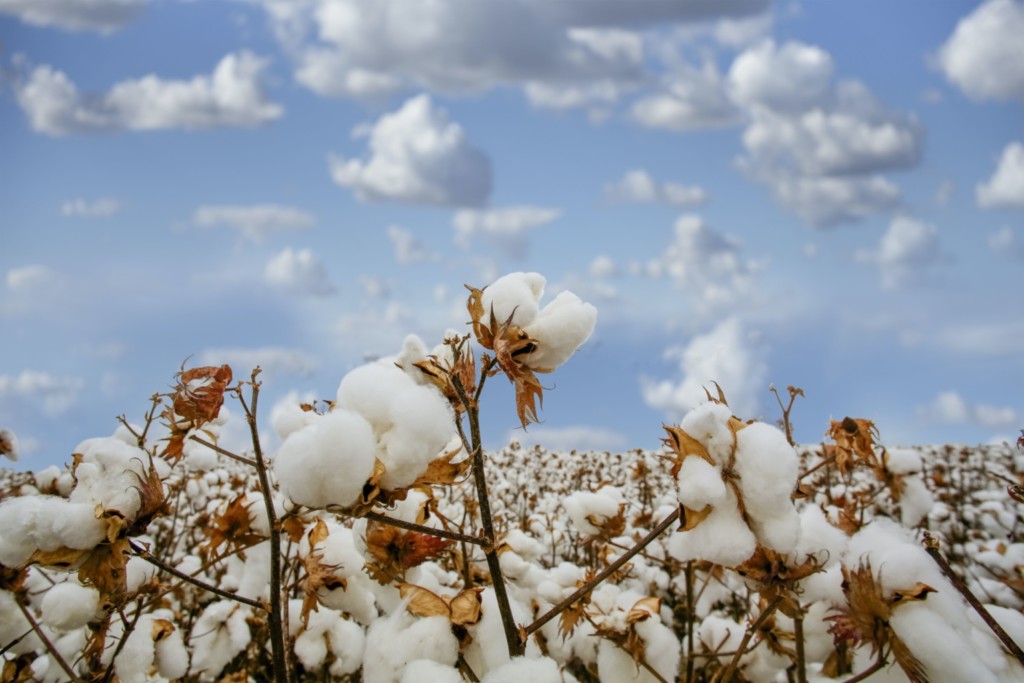 Australian cotton crop