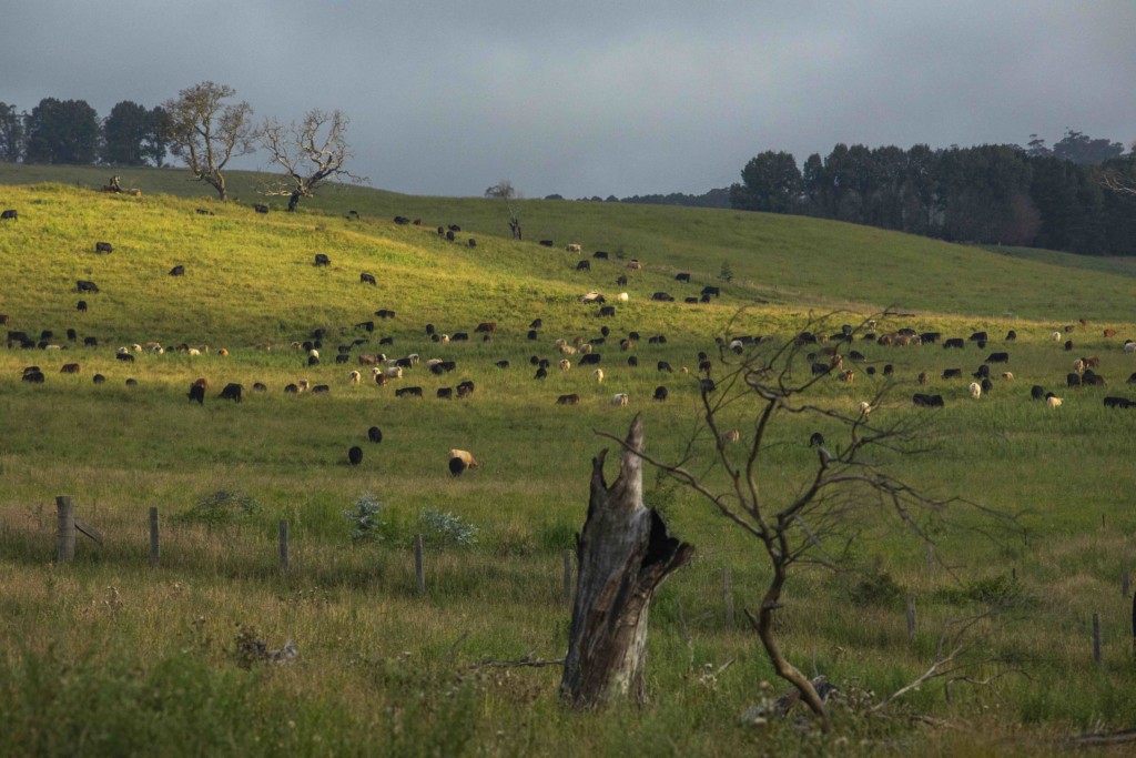 rotational grazing cattle