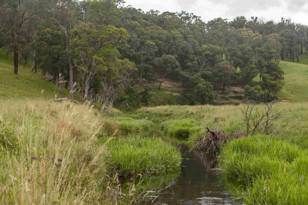 creek with vegetation