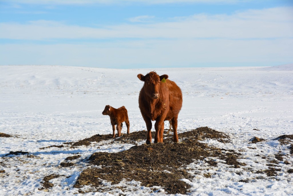 Angus cow and calf in Canada snow