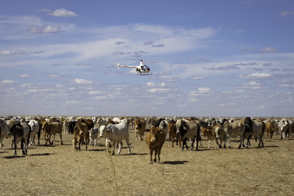 helicopter mustering cattle