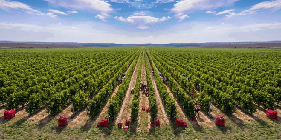 Harvesting vineyard