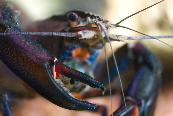Marron crayfish, primed as the next global food sensation