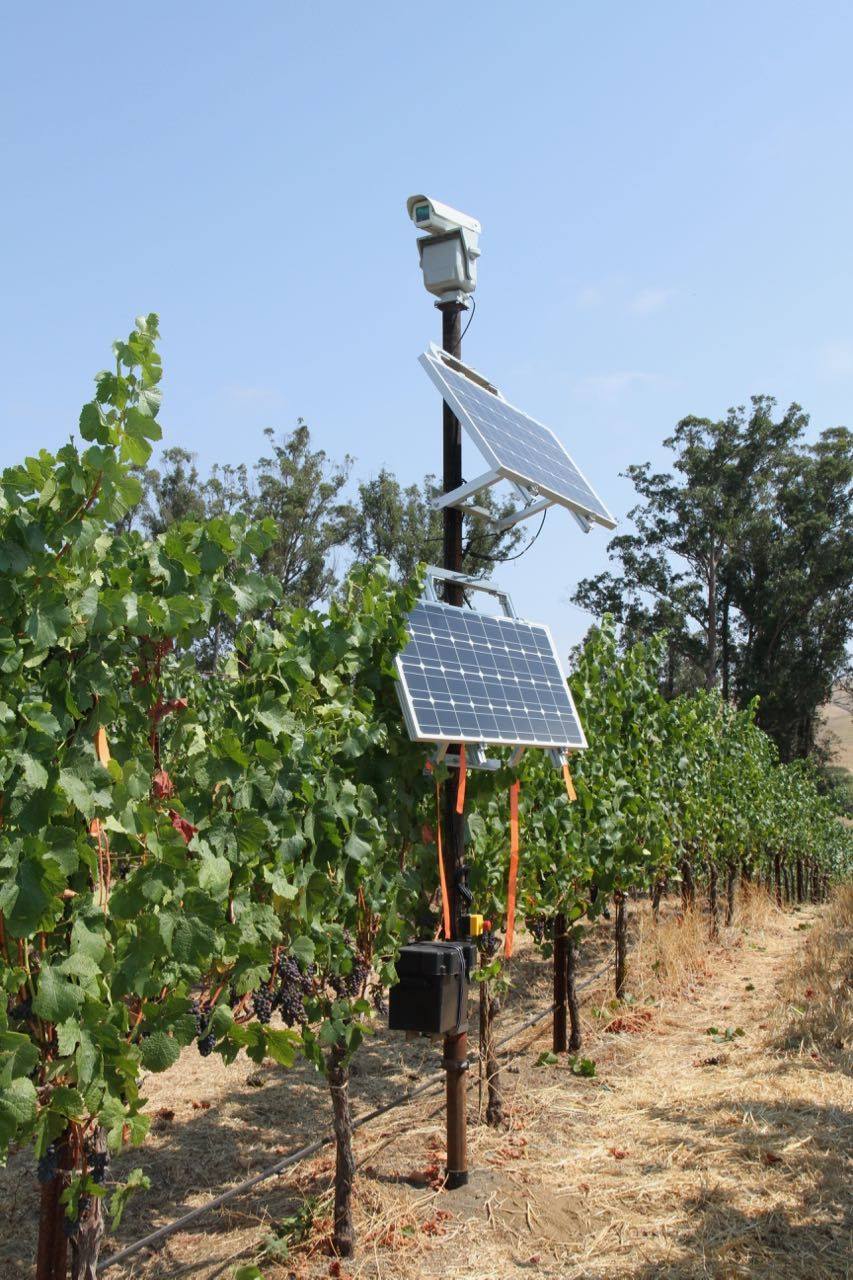 A Bird Control Group system in a vineyard.